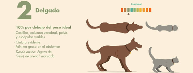 Guía Práctica para saber el peso ideal de tu perro o gato.