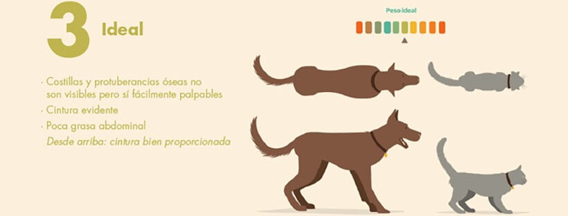 Guía Práctica para saber el peso ideal de tu perro o gato.