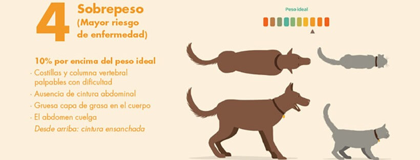 Guía Práctica para saber el peso ideal de tu perro o gato.