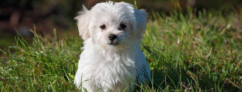 Maltés blanco en un jardín convulsiones en perros