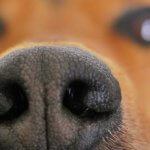 El moquillo canino.