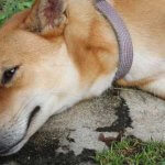 shiba-inu-tumbado