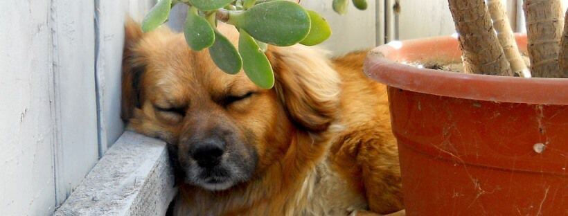 Los perros sueñan.