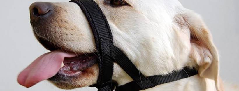 Collar de perros de cabeza y hocico.