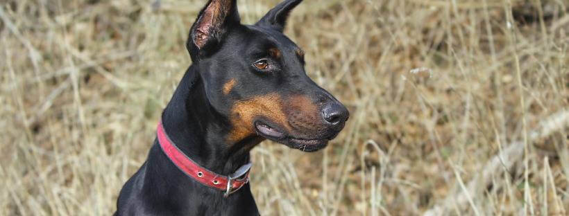 Collar clásico de perros