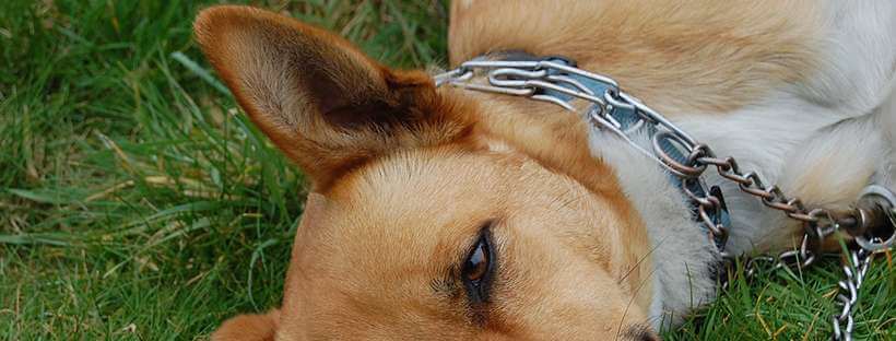 Collar de perros semiahorque.