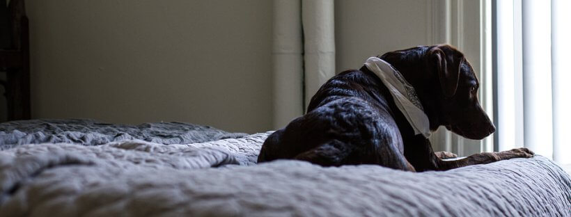Perro tumbado en una habitación sobre cama.