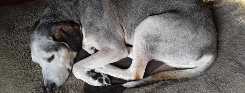 Perro tumbado en el suelo.