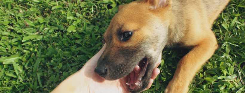Cachorro mestizo jugando con la mano de su dueño.