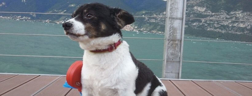 Perro mestizo de color blanco y negro en un barco