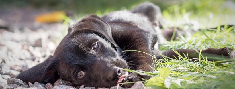 Perro mestizo de color negro