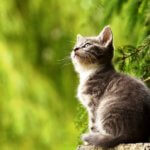 GATO GIARDIA