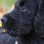 Cachorro cocker negro.