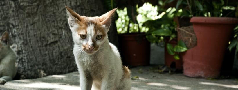 Gato pequeño de color blanco y marrón.