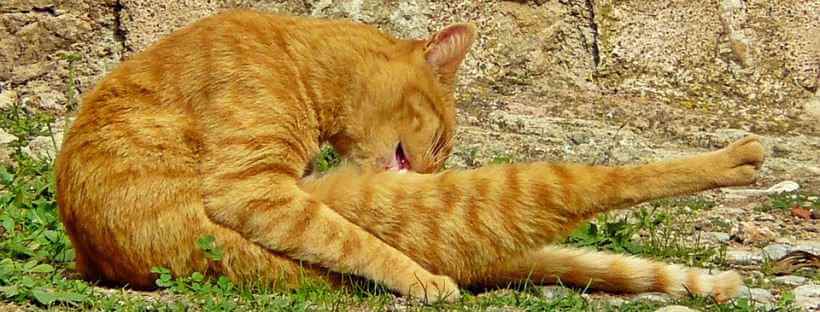 Gato lamiéndose el cuerpo.