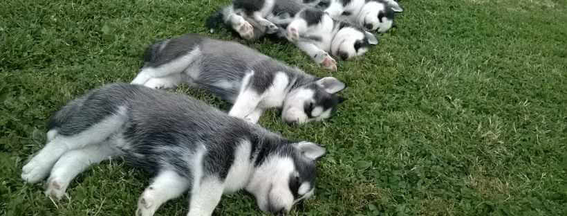 Seis cachorros de Husky durmiendo en un jardín.