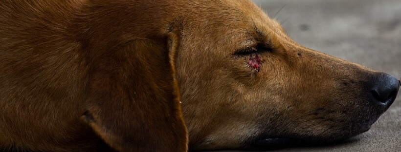 Perro tumbado con una herida en el ojo por la miasis en perros