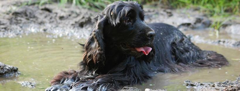 Cocker negro en un charco.