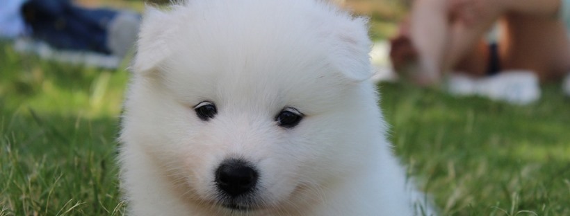 Pomerania cachorro blanco.