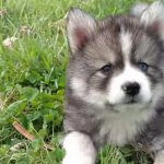 Pomsky cachorro en un césped.