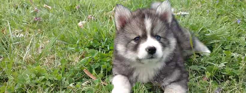 Pomsky cachorro en un césped.