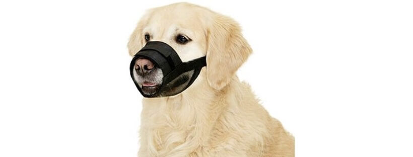 perro labrador con bozal de tela o nylon