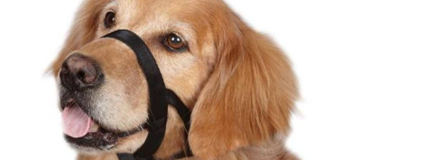 Golden retriever correa-bozal antitirones.