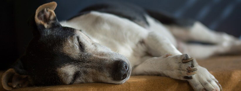 Jack Russell durmiendo.