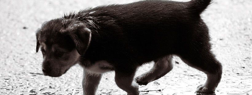 Cachorro en la calle mientras llueve.