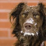 Perro mestizo con nieve en la cara.