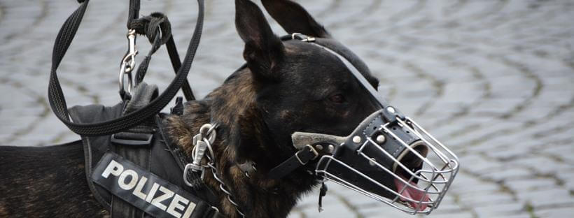 Perro policía con bozal de cesta.