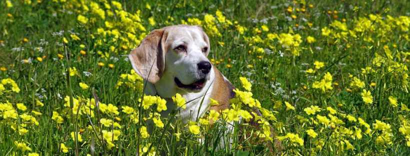Perro tumbado en una pradera con flores amarillas.