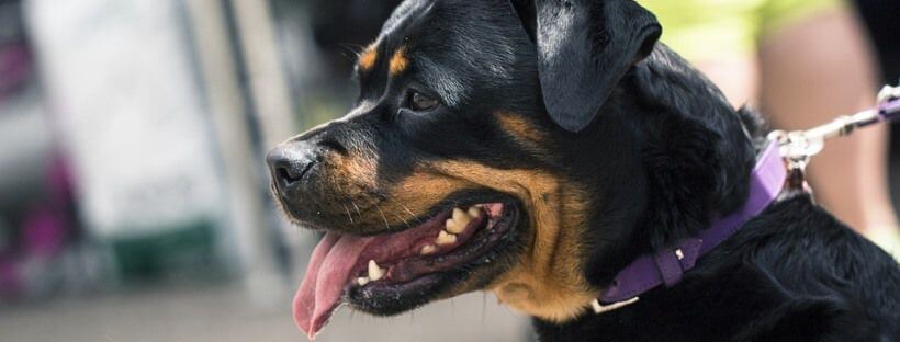 imagen de un perro Rottweiler jadeando