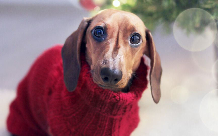 abrigo para perros
