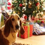 regalos para perros en navidad