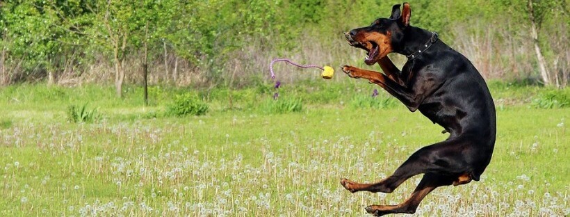 La visión de los perros les permite captar con más detalles los movimientos.