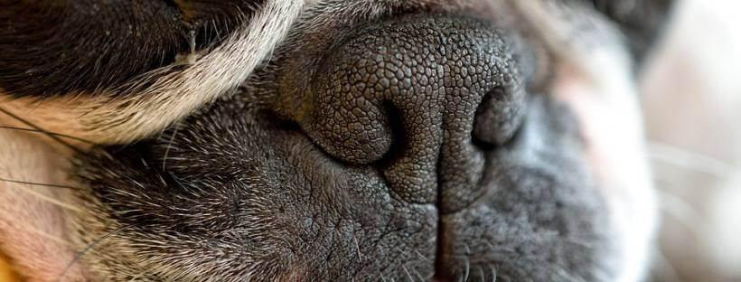 Nariz o trufa de un bull dog.