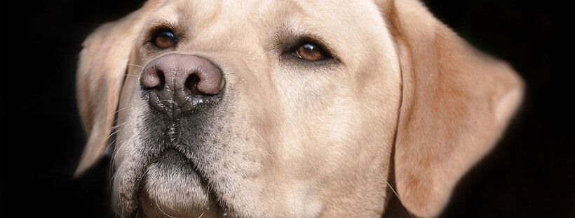 Labrador blanco.