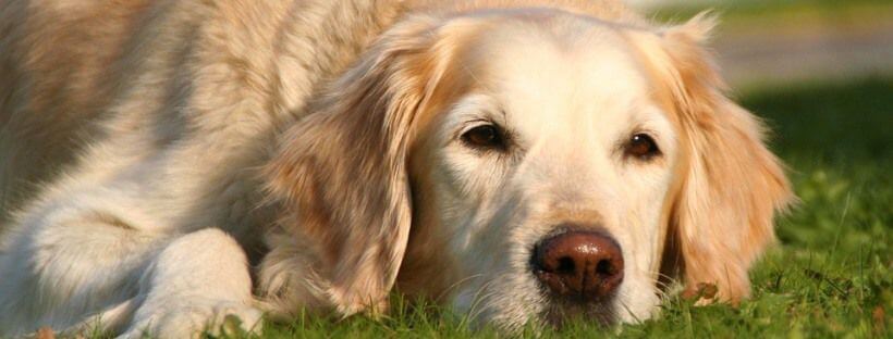 Golden retriever blanco en el suelo.