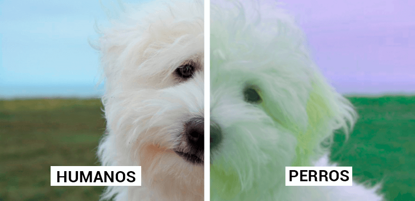 Contraste entre lo que ve un humano y lo que ve un perro.