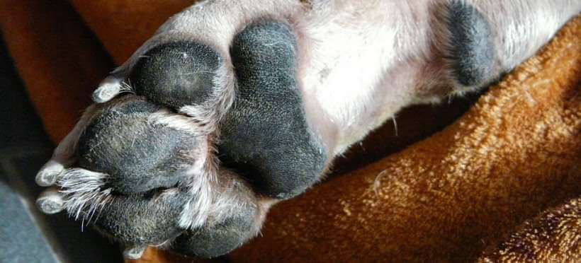 Almohadilla de un perro con sequedad.