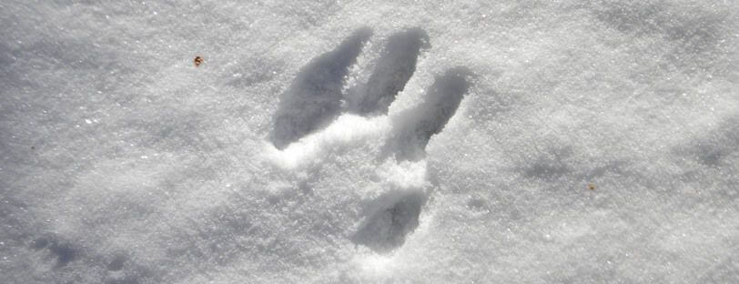 Huella de un perro que ha paseado por la nieve.