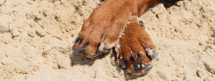 Patas de un perro reposadas en la arena fina de una playa.