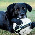 sindrome perro negro
