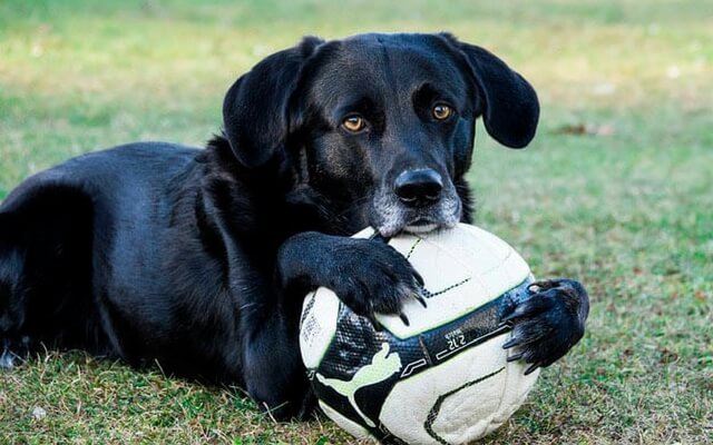 sindrome perro negro