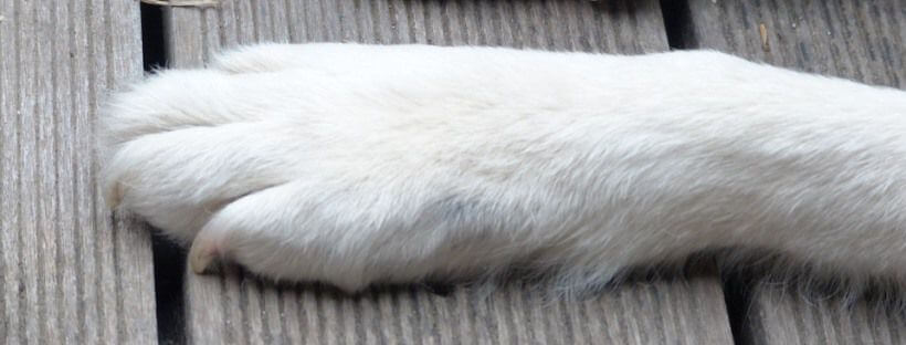 Pata de un perro blanco.