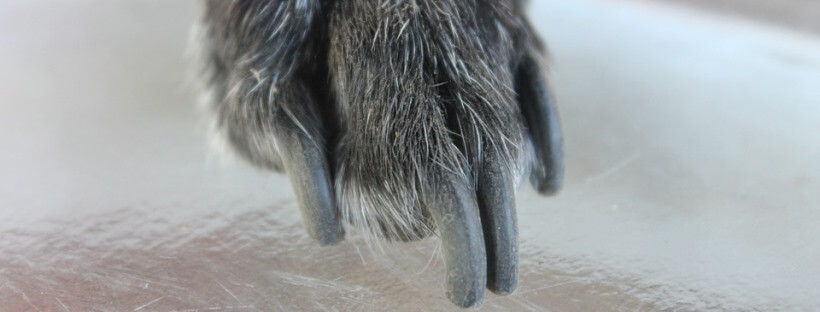 Como cortar las uñas al perro