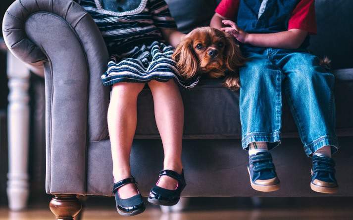 donde le gusta a los perros que los acaricien