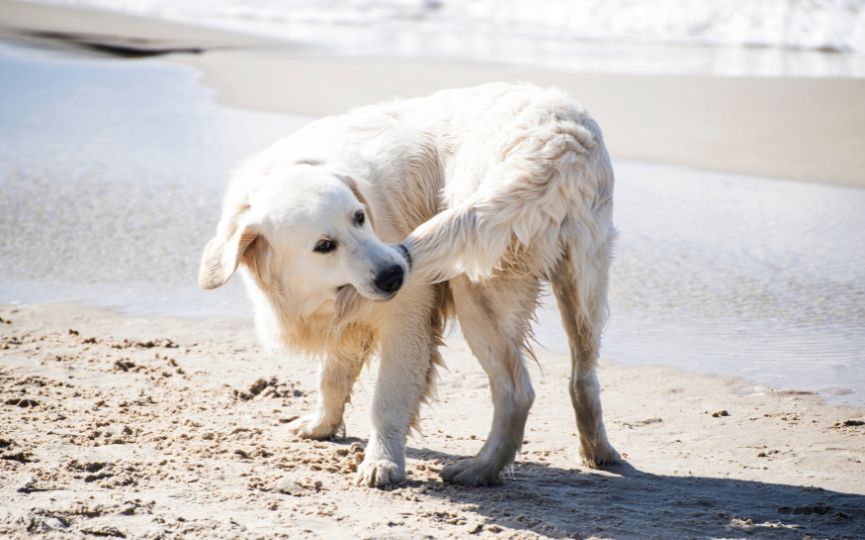 perro se muerde la cola
