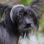 caida de pelo perros